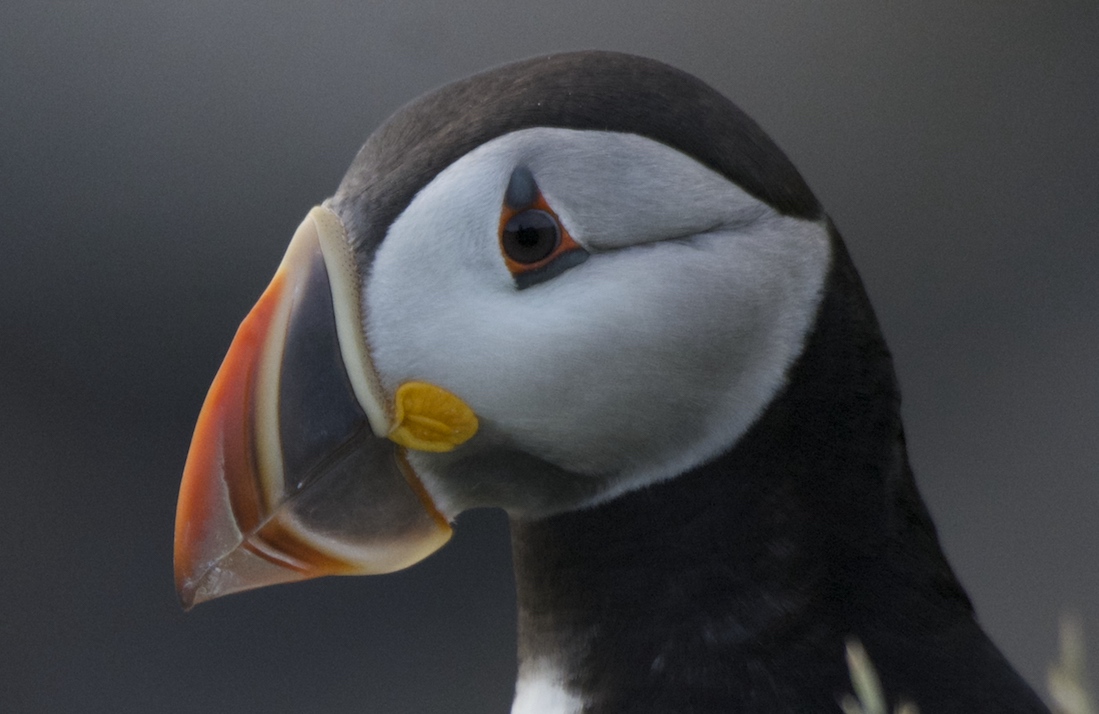 Puffin, up close, aggressive crop