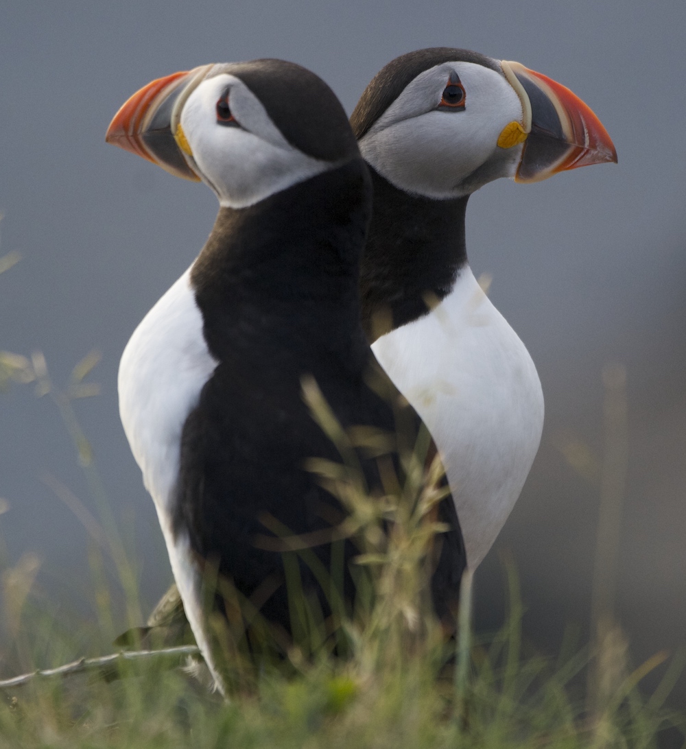Puffins back-to-back, Elliston, Newfoundland