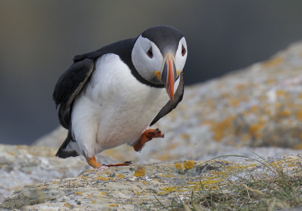 Puffin, Elliston, Newfoundland