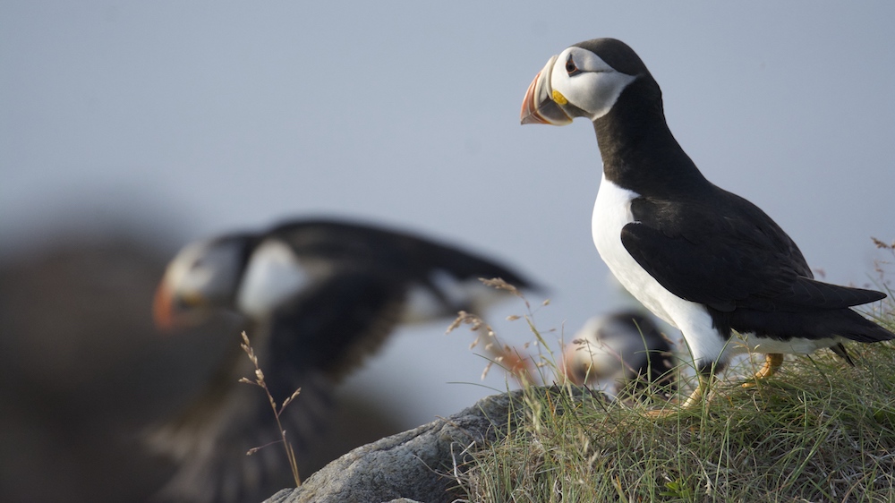 Puffin at sunrise, Elliston, Newfoundland