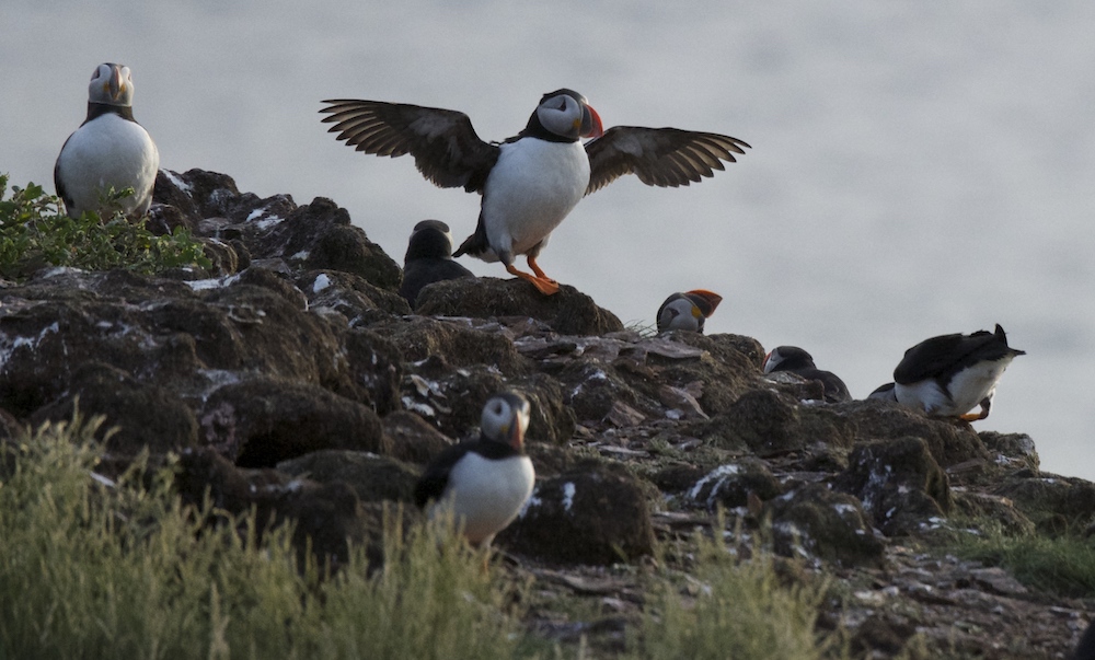 Looking across the gap to puffin rock, 400mm lens