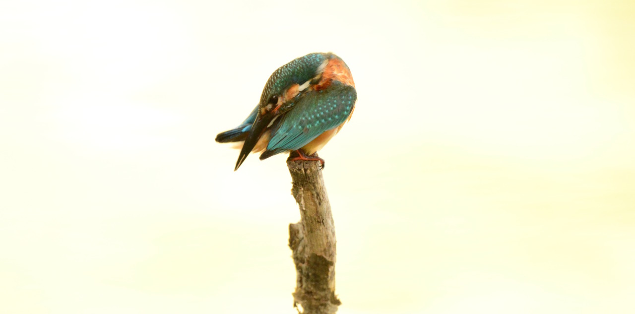 kingfisher
