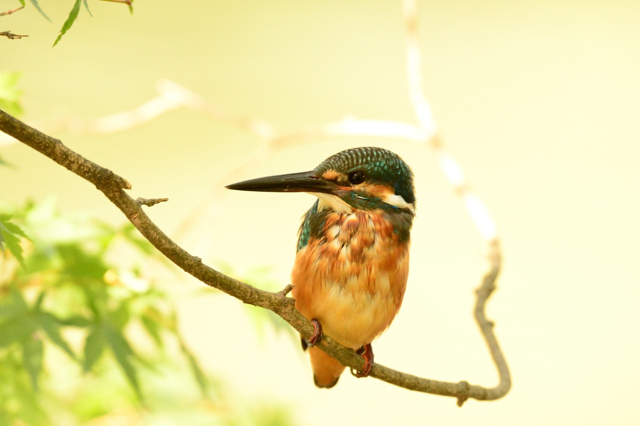 kingfisher